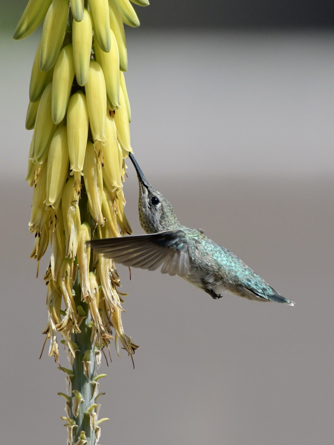 Hummingbird at an aloe bloom